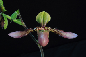 Paphiopedilum Sandy's Wild Turkey J&R's 21st